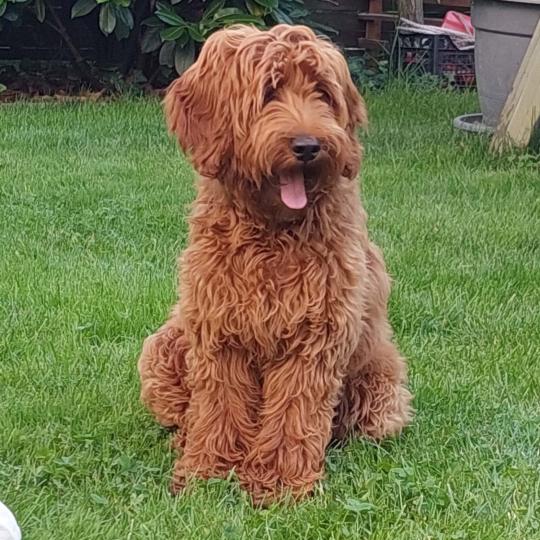 Ausztrál Labradoodle