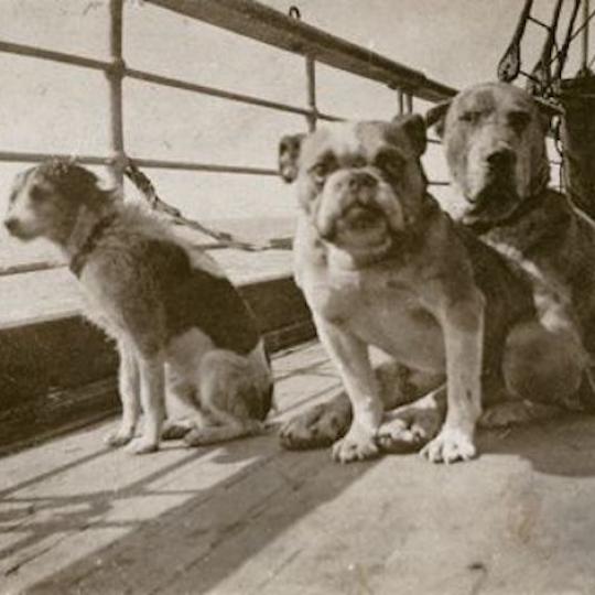 Kutyák a Titanicon