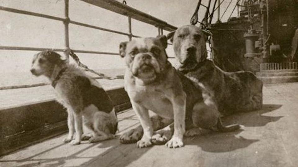Kutyák a Titanicon