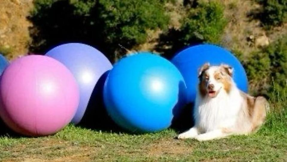 Mi a treibball?
