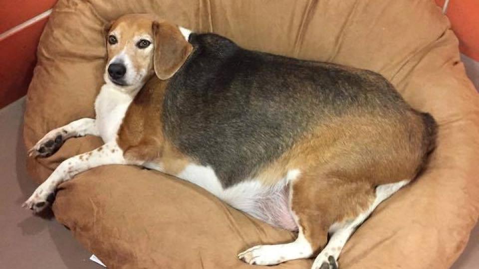 Extrém módon elhízott kutya