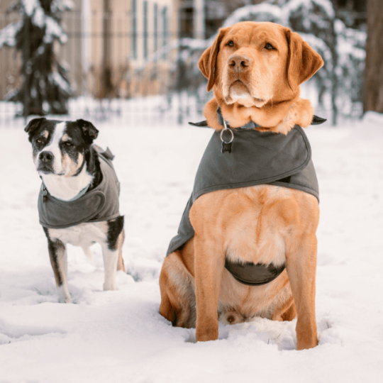Szükséges télen a kutyaruha?
