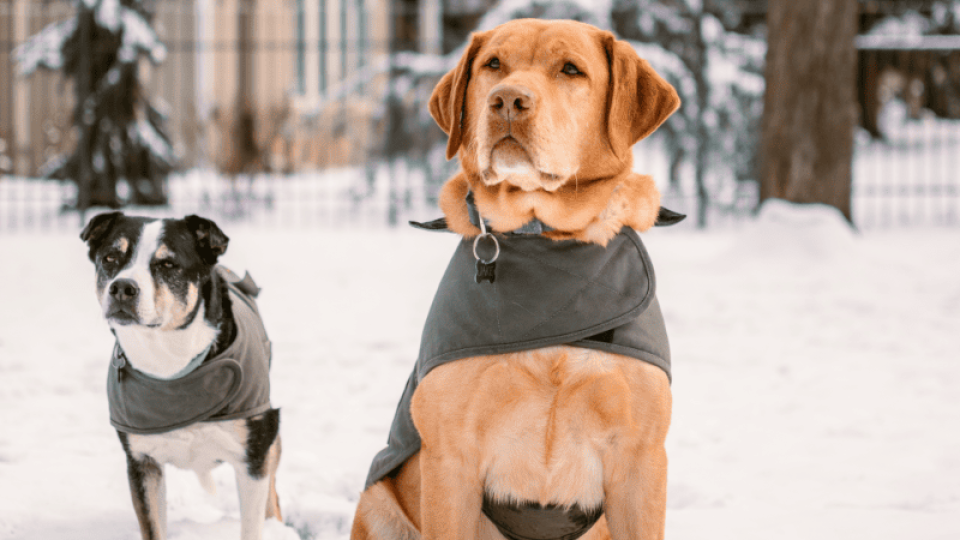 Szükséges télen a kutyaruha?