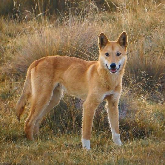 Dingók veszélyben?
