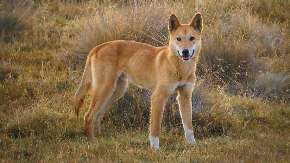 Dingók veszélyben?
