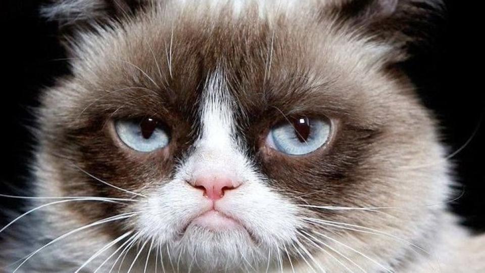 Grumpy Cat