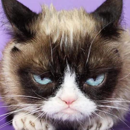 Grumpy Cat