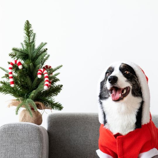 Örülnek a kutyák a karácsonyi ajándéknak?