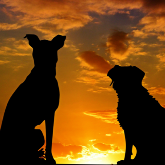 Dominancia és rangsor együtt élő kutyák között