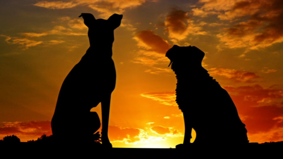 Dominancia és rangsor együtt élő kutyák között