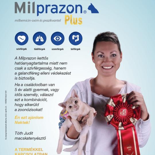 Macskák zoonotikus parazitás bántalmai