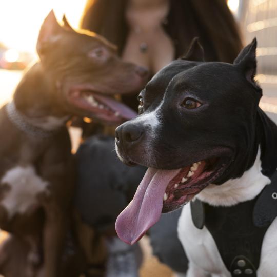 Tényleg szájzárat kap a pitbull?