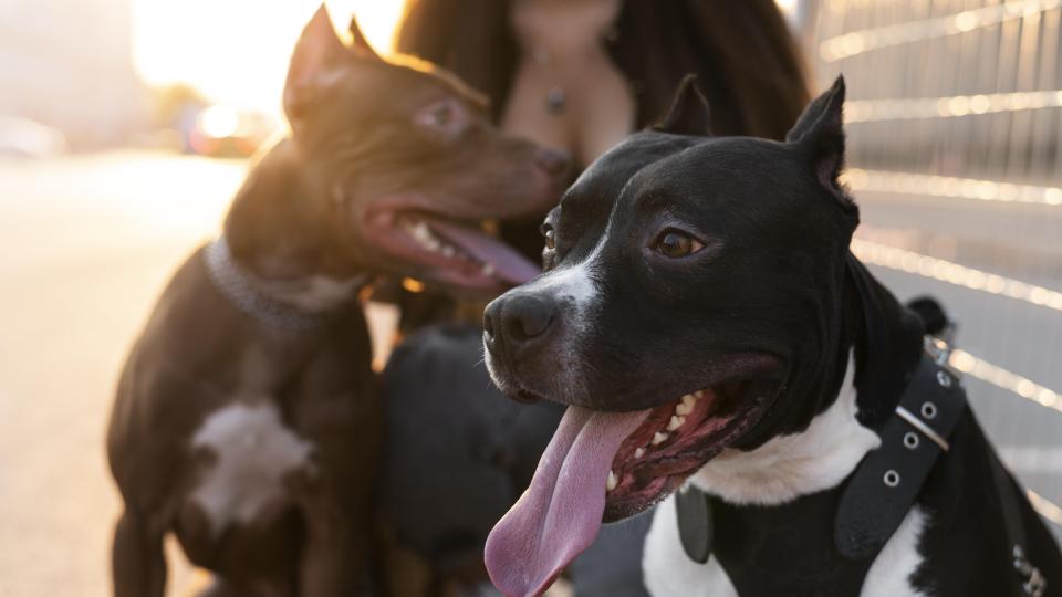 Tényleg szájzárat kap a pitbull?