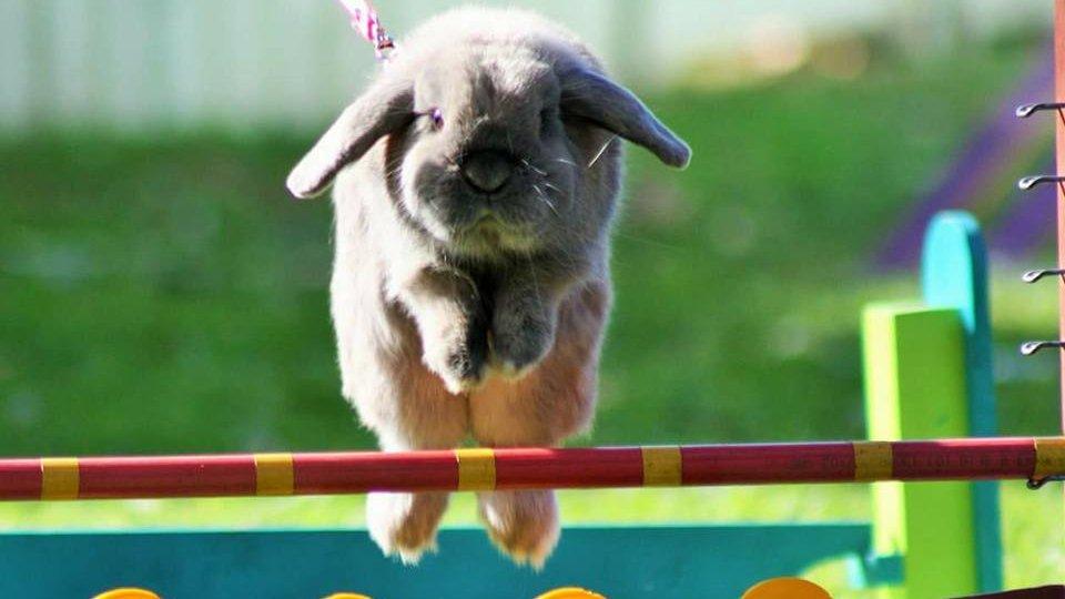 Bunny show jumping