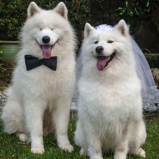 Esküvői ruha kutyáknak