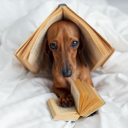 Olvasás kutyákkal