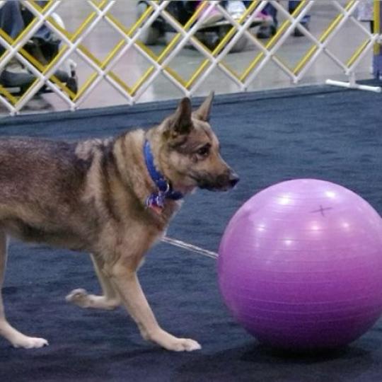 Mi a treibball?