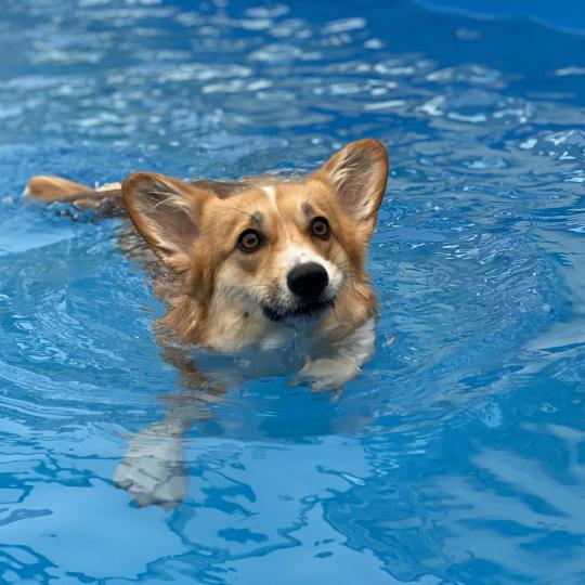 Mikor ajánlott a kutya hidroterápia?
