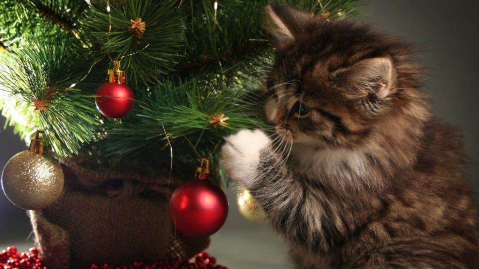Macskabiztos karácsonyfa