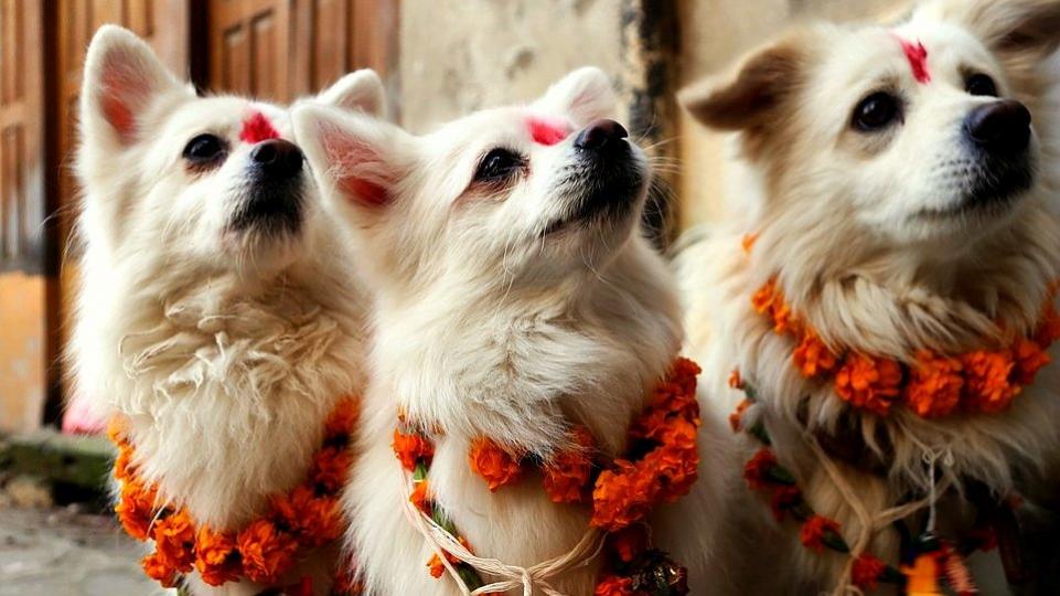 Nepáli kutya fesztivál, avagy a Kukur Tihar Fesztivál