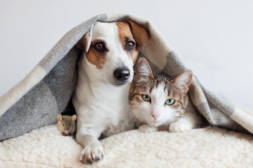 A macskák ma már nem feltétlenül magányosak, sőt a kutyák barátai is lehetnek