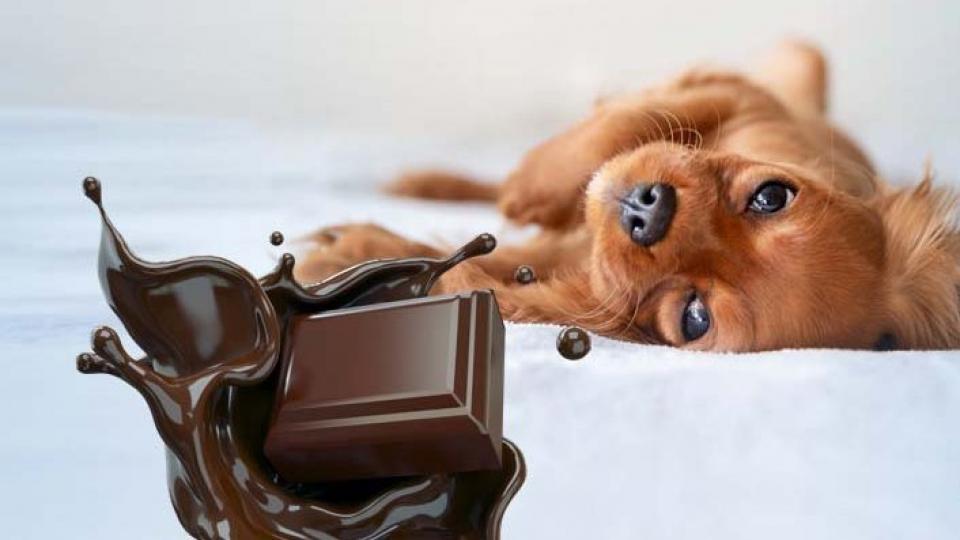 Mi történik, ha a kutya csokit evett?