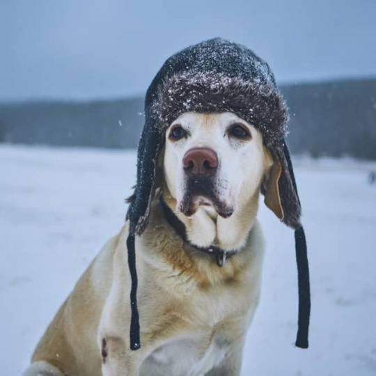 Kutyahideg: Védd a kutyád a hideg téltől