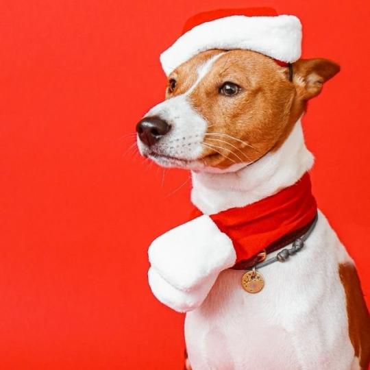 Karácsonyi ajándék ötletek kutyusodnak