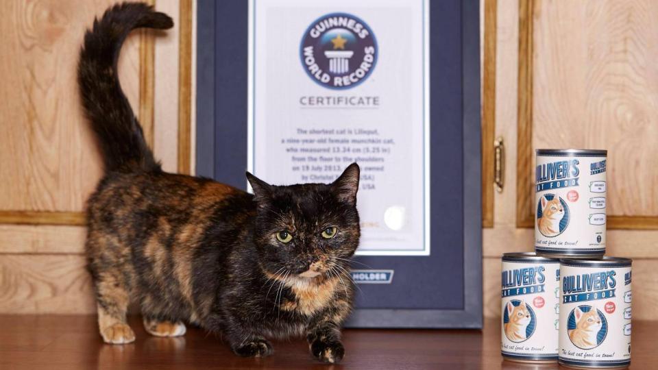 Guinness Rekorder Macskák