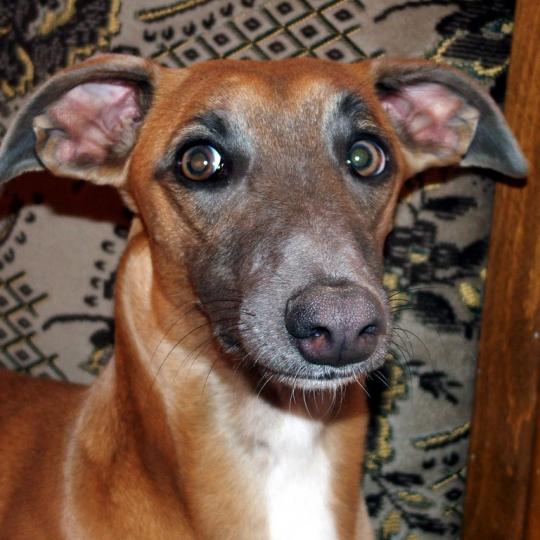 Whippet