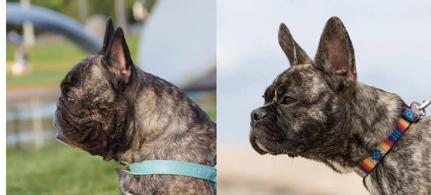 kétféle francia bulldog fej