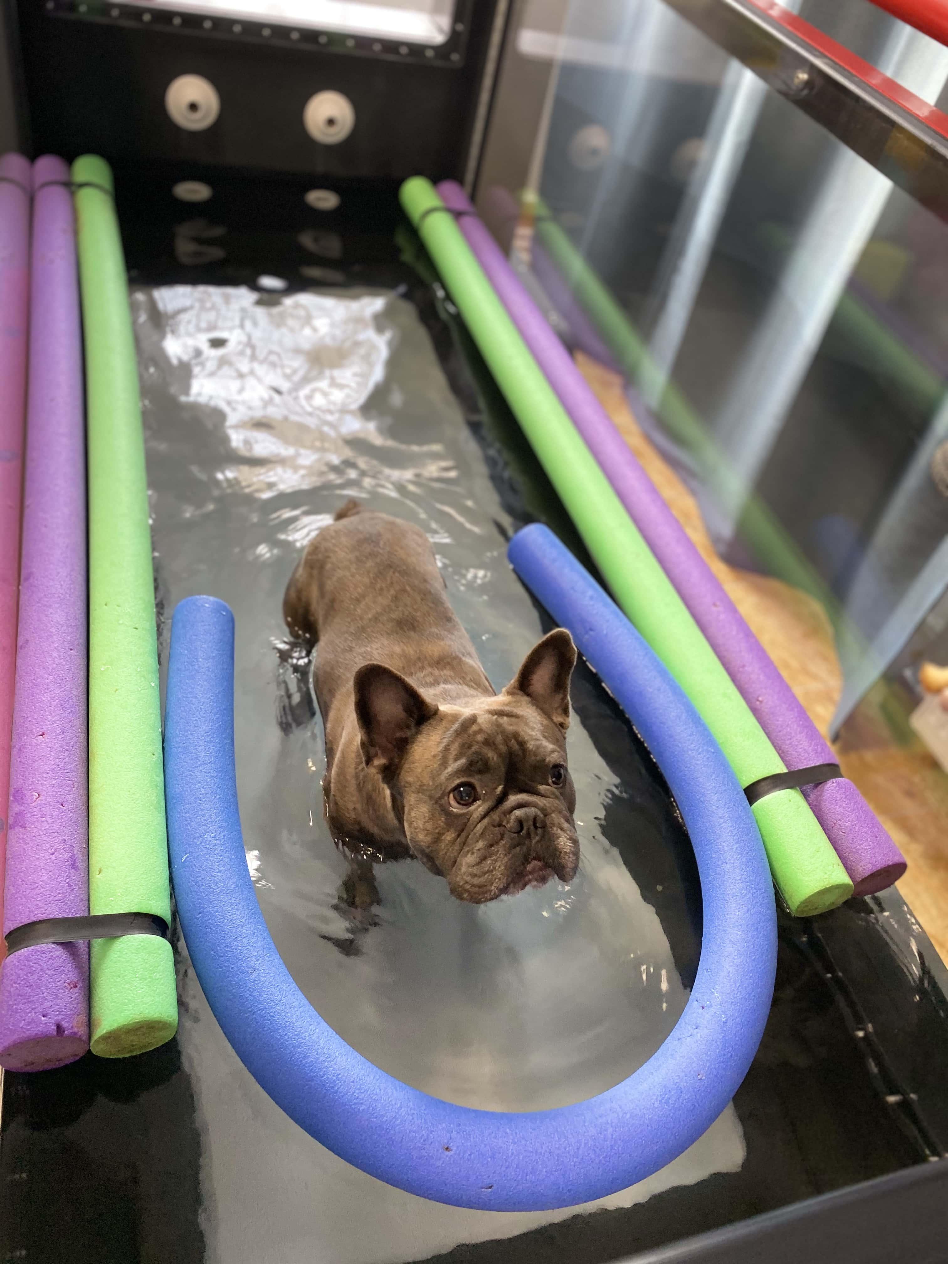 francia bulldog hidroterápián