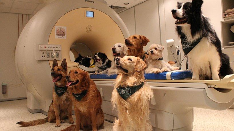ELTE fMRI kutyák