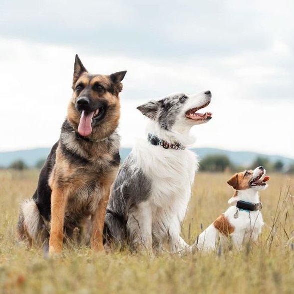 3 kutya
