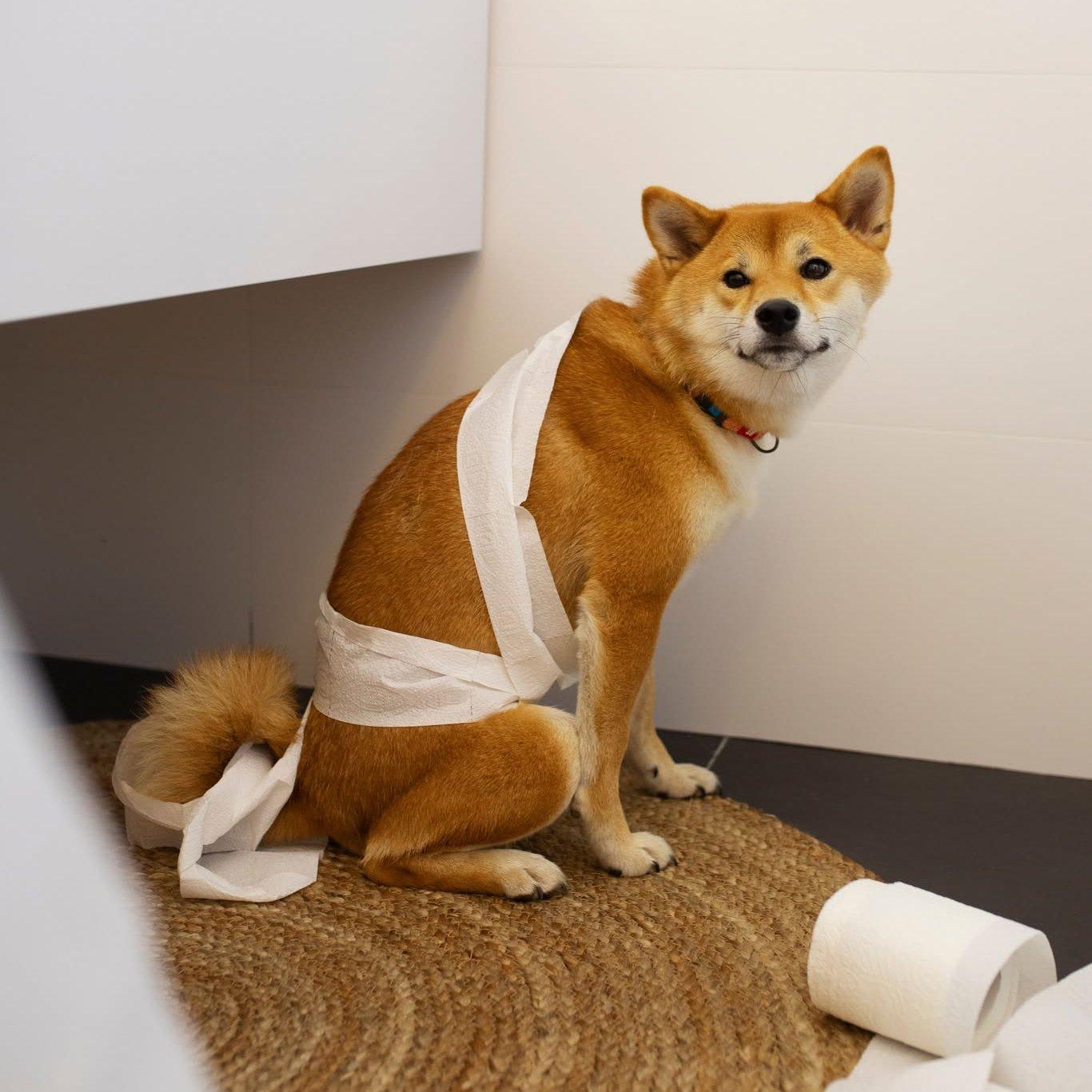 shiba inu wcpapirban