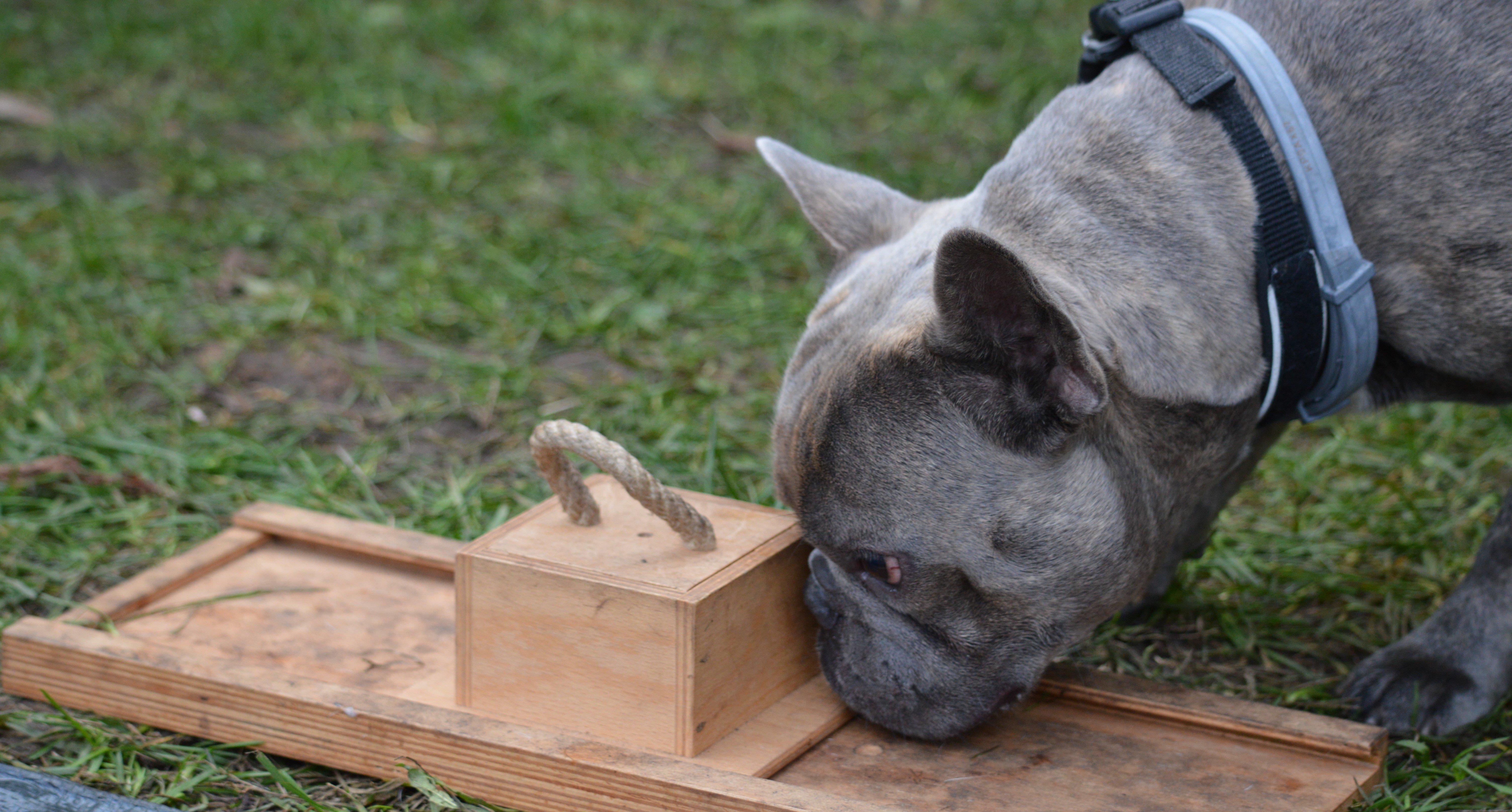 francia bulldog próbál kinyitni egy dobozt