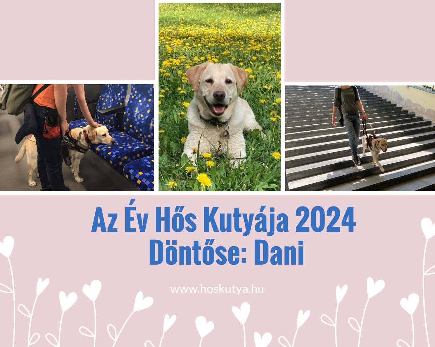 2024 hős kutya döntőse