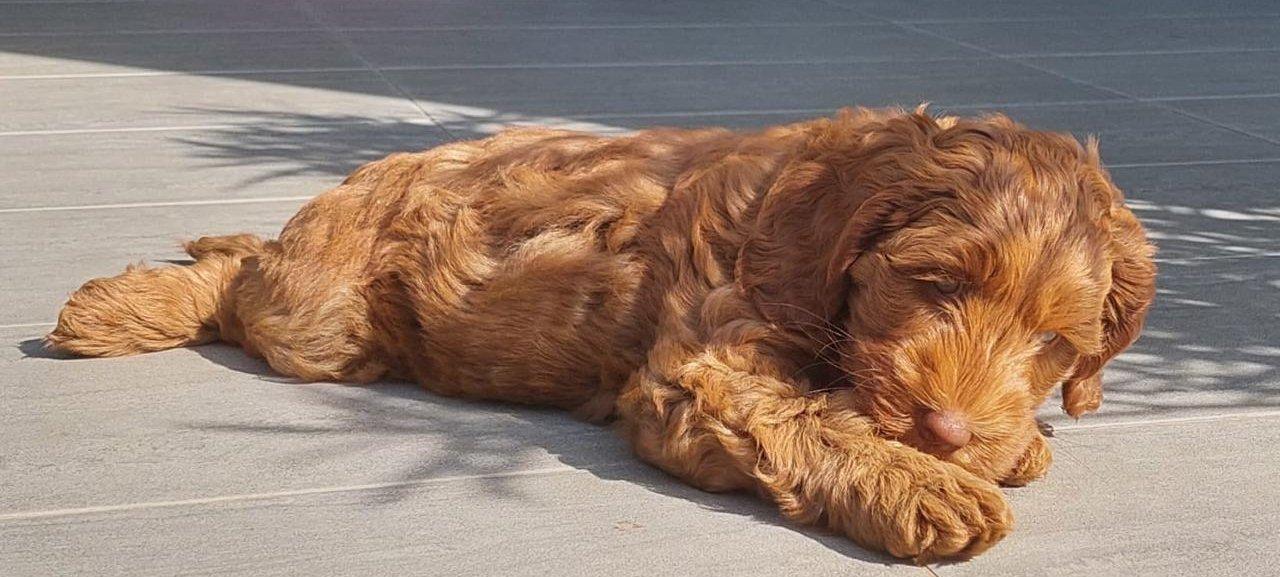 kölyök labradoodle