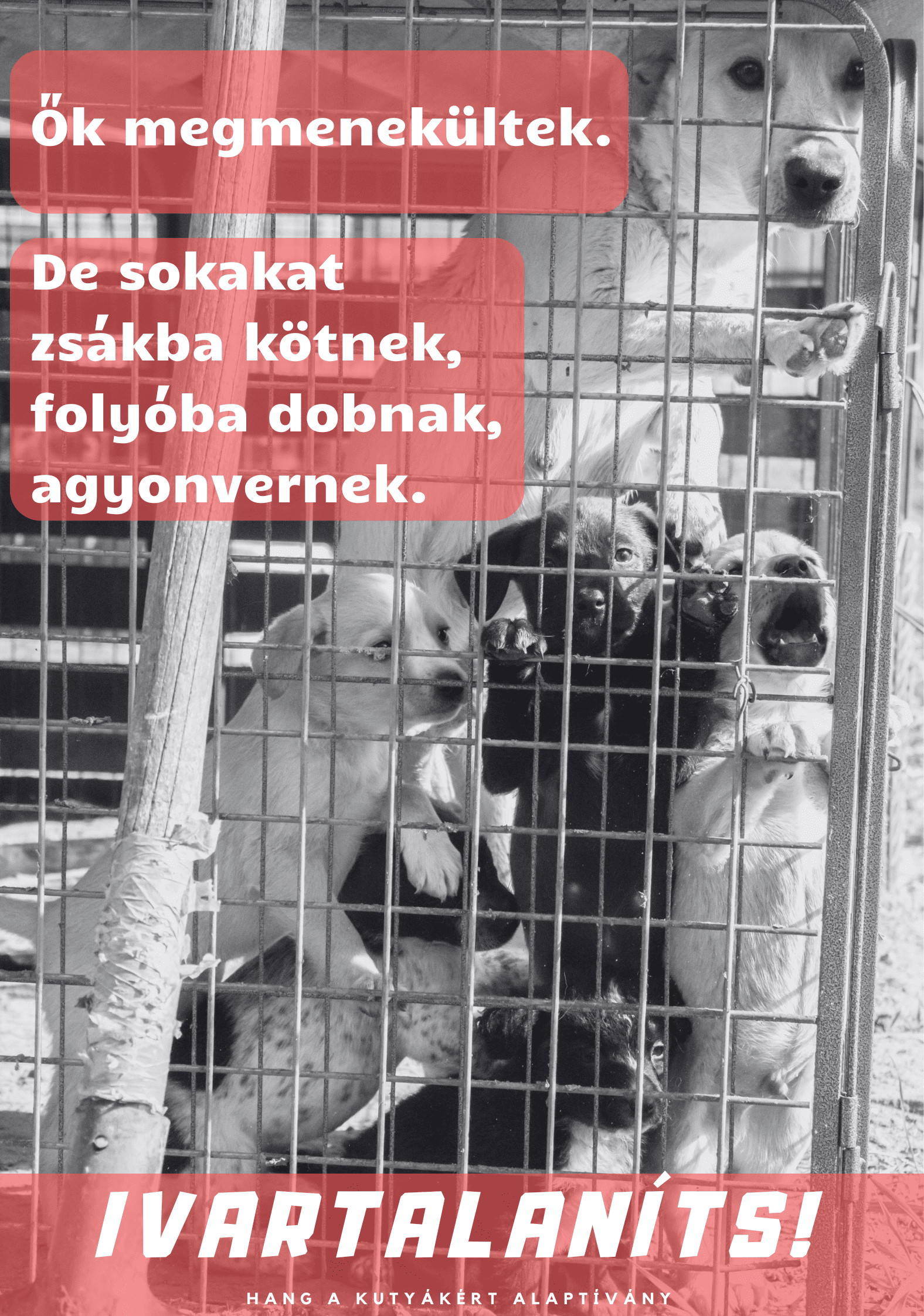 állatmenhelyi plakát