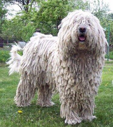 komondor