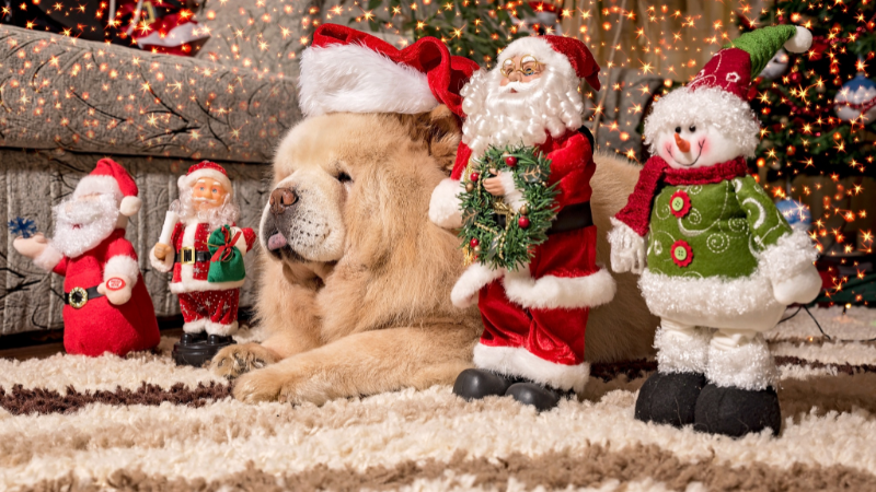 kutya karácsonyi díszekkel