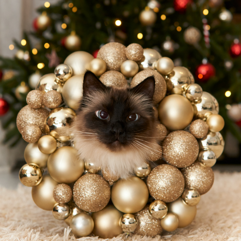 himalájai macska karácsonyi díszekkel