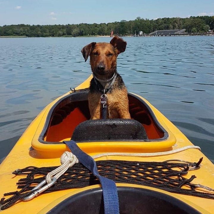 kutya csónakban