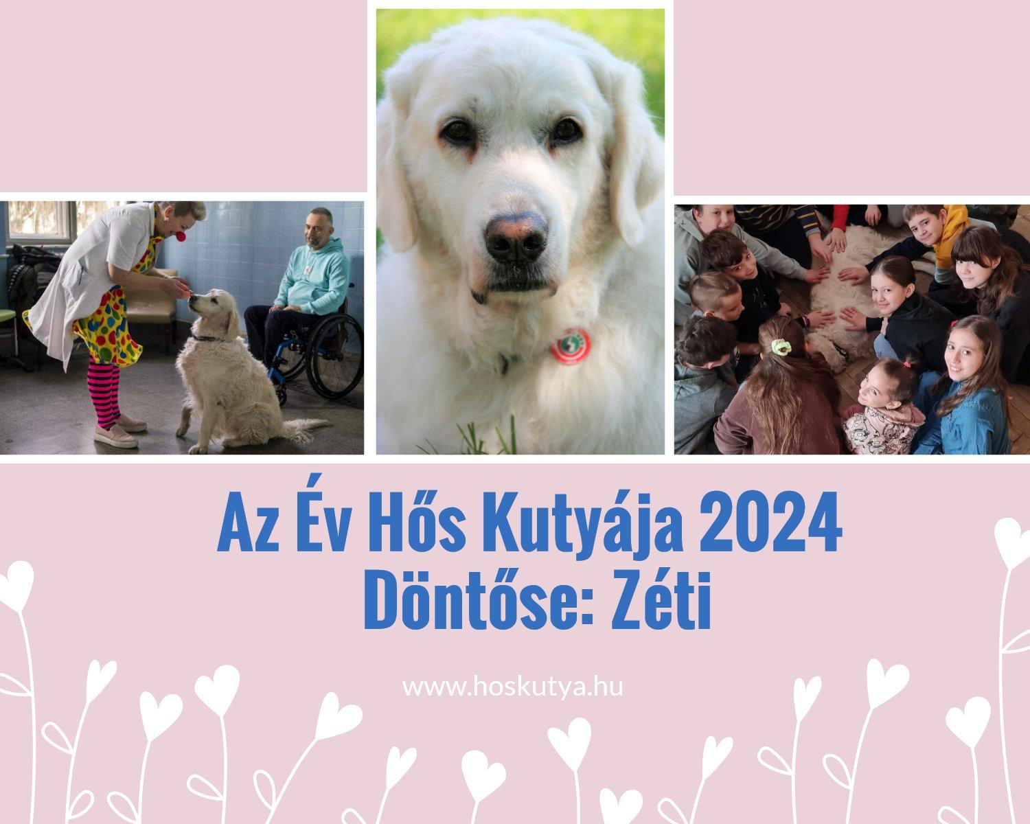 2024 hős kutya döntőse