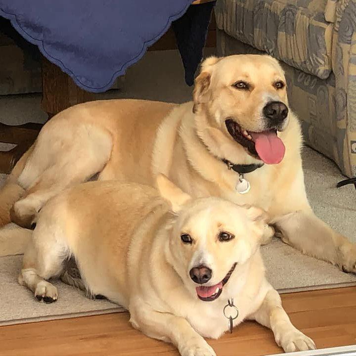 két aranyszínű kutya fekszik a szőnyegen