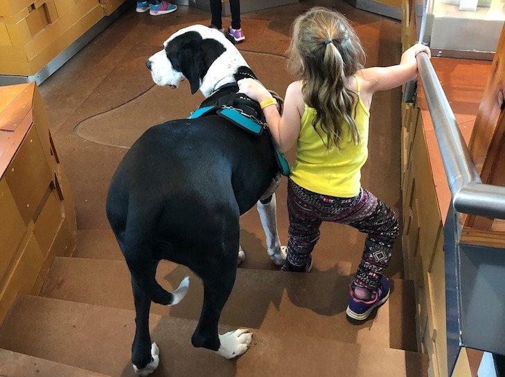 forrás:akc.org_kislánynak segít kutyája a lépcsőn