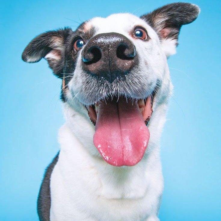boldog kutya