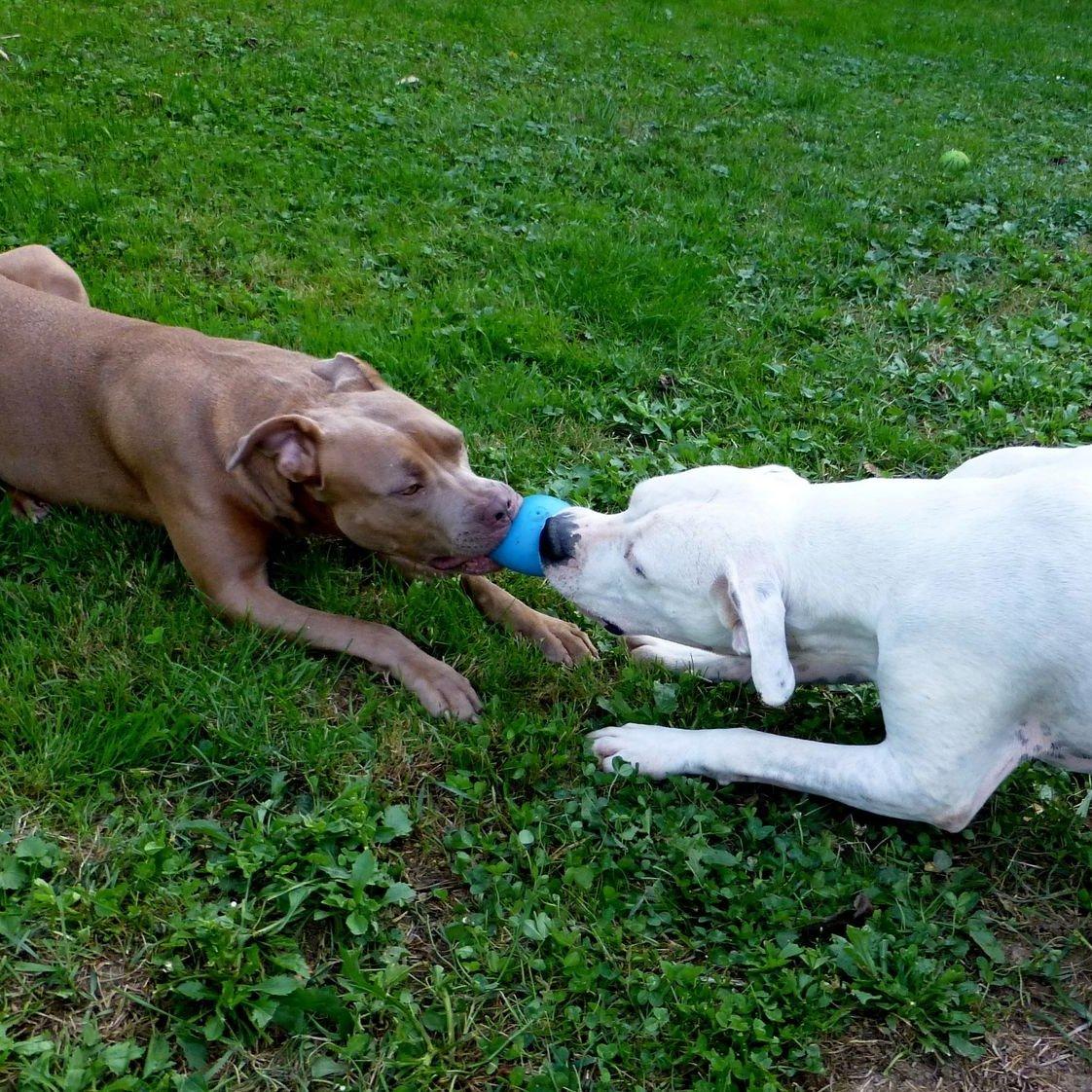 pitbull és argentin dog kötélhúznak