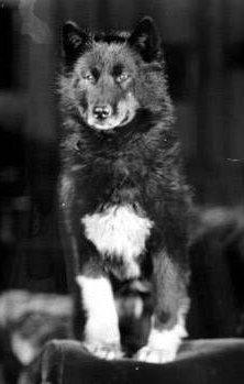 Balto
