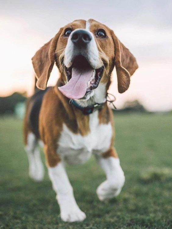 beagle